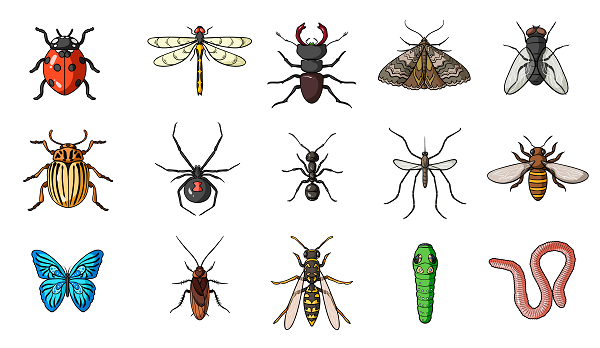 Imagen de Animales invertebrados