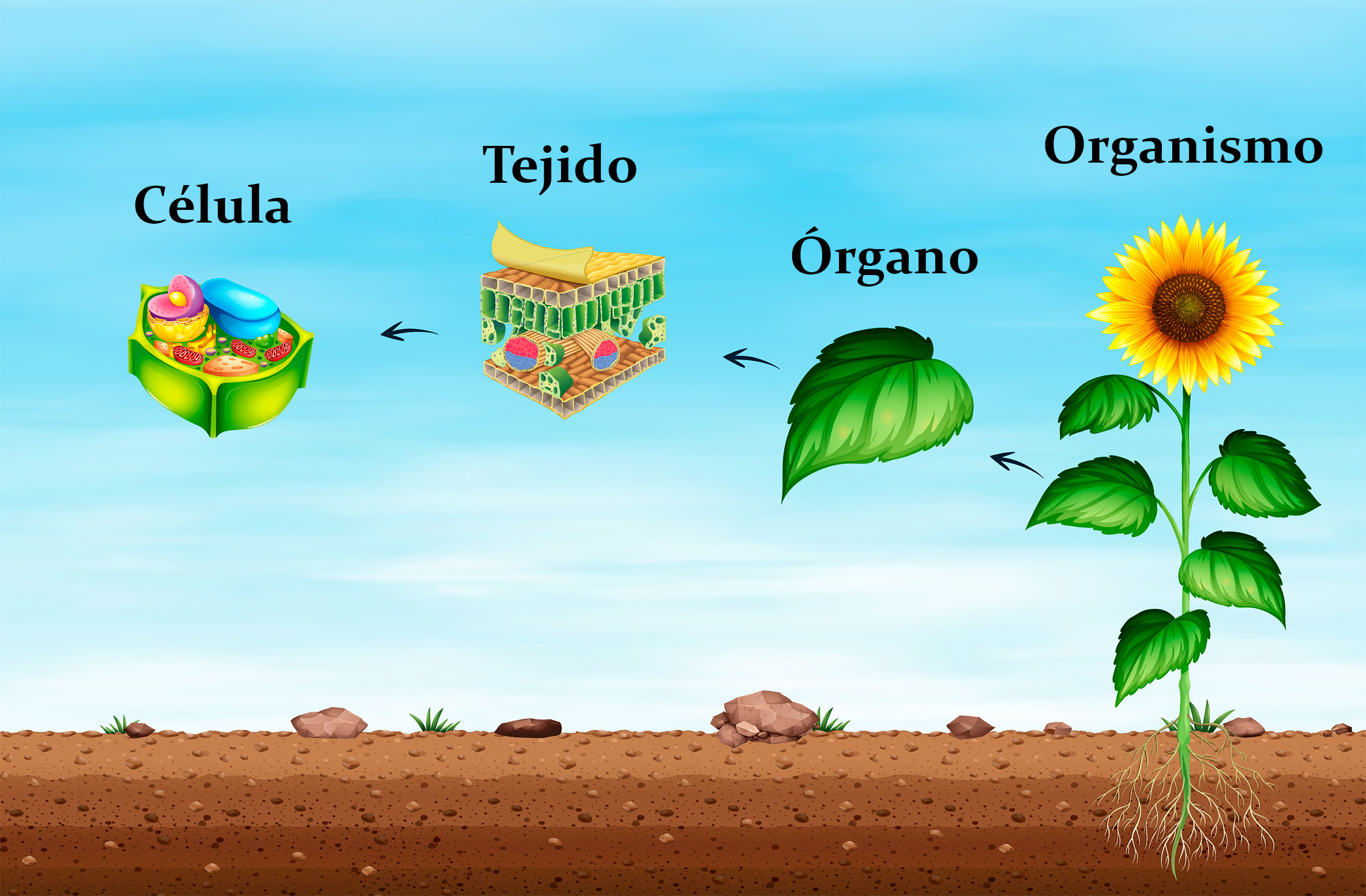 Imagen de La estructura de los seres vivos