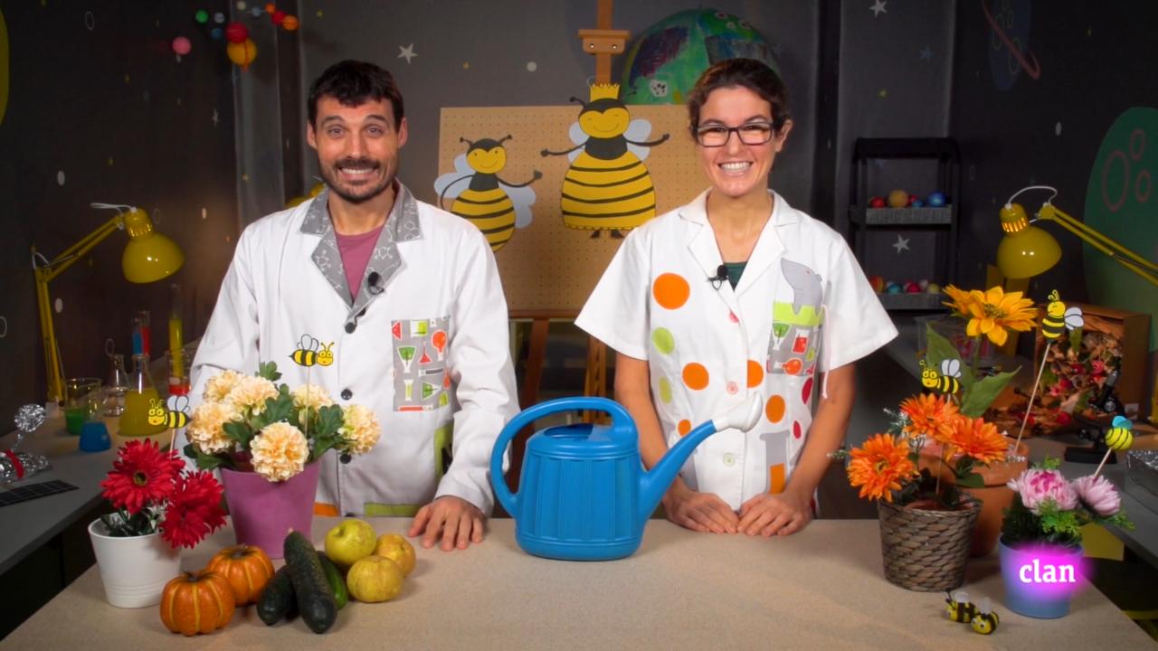Imagen de Las abejas