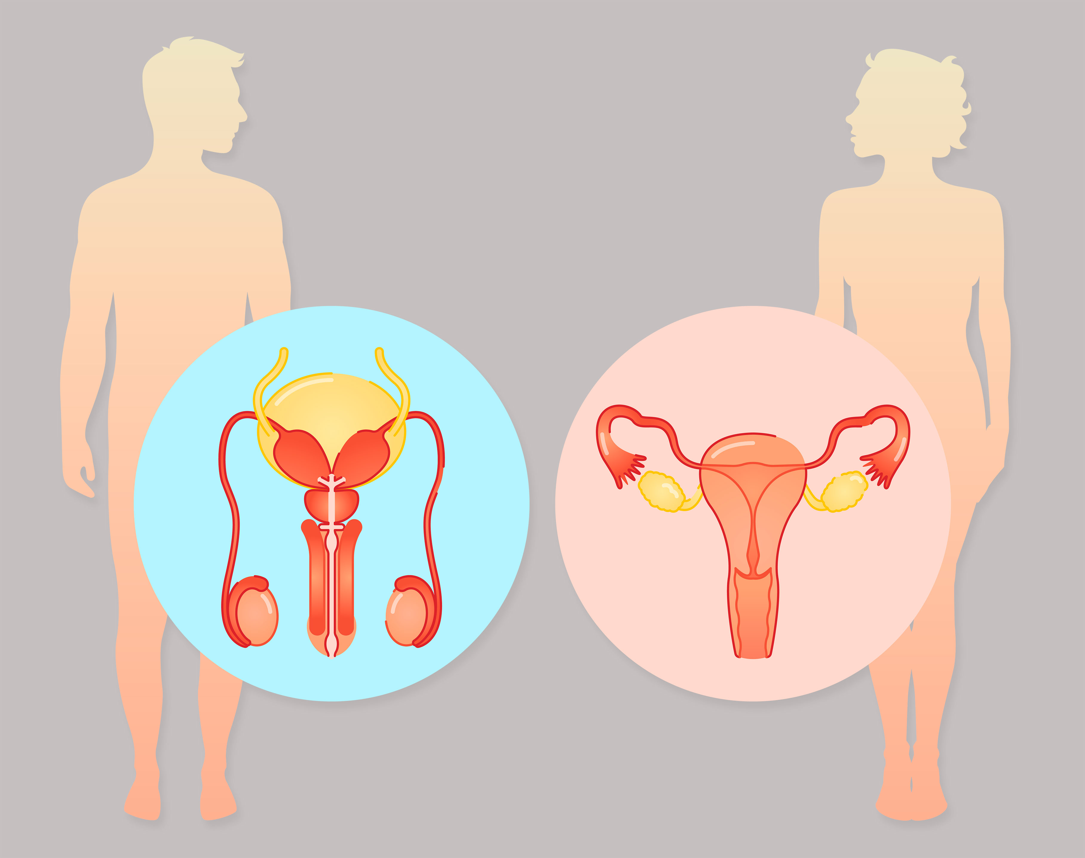 Imagen de Las funciones vitales de los seres humanos: la función de reproducción