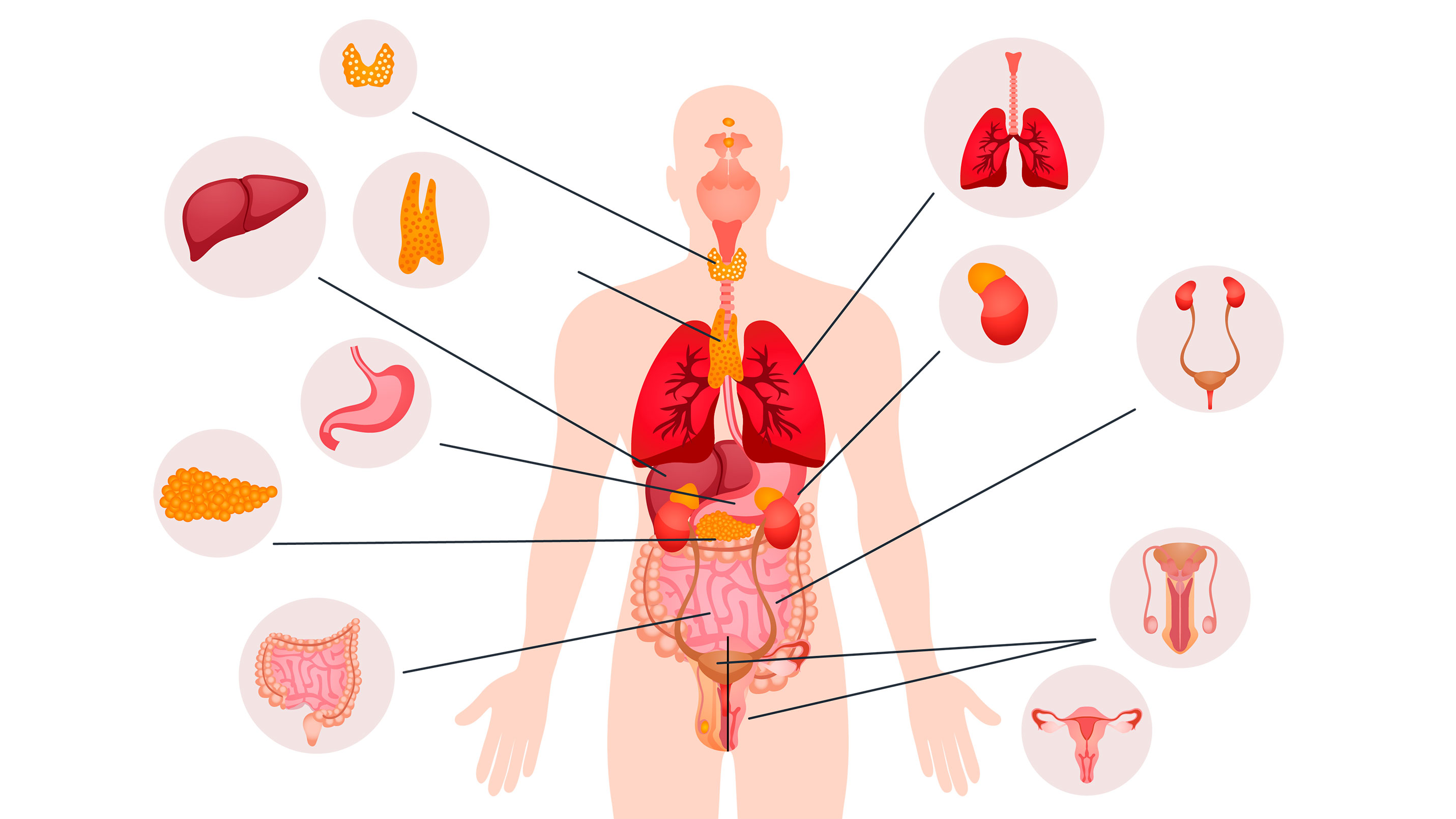 Imagen de ¡Así somos! Nuestro cuerpo