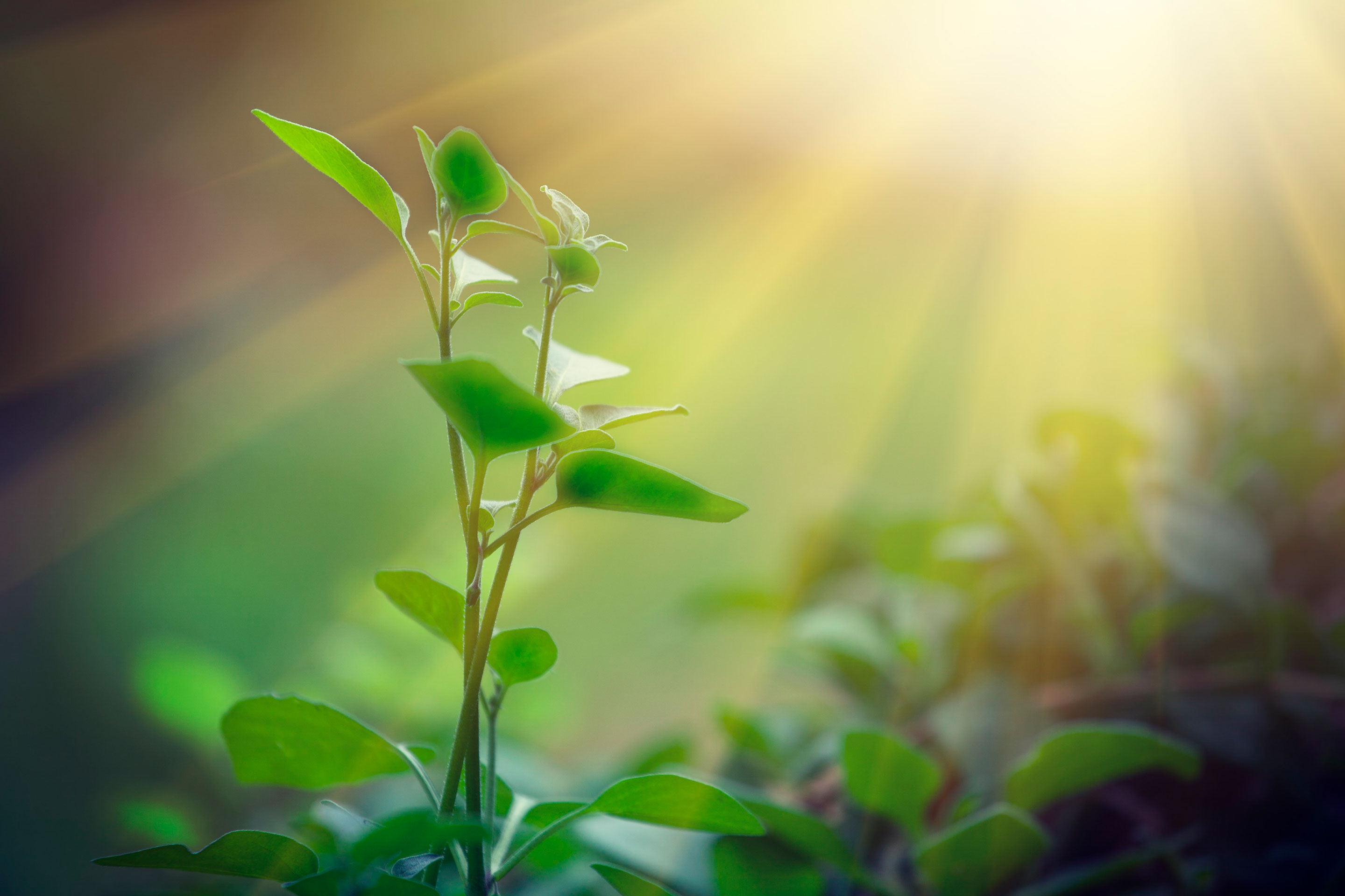 Imagen de Las plantas