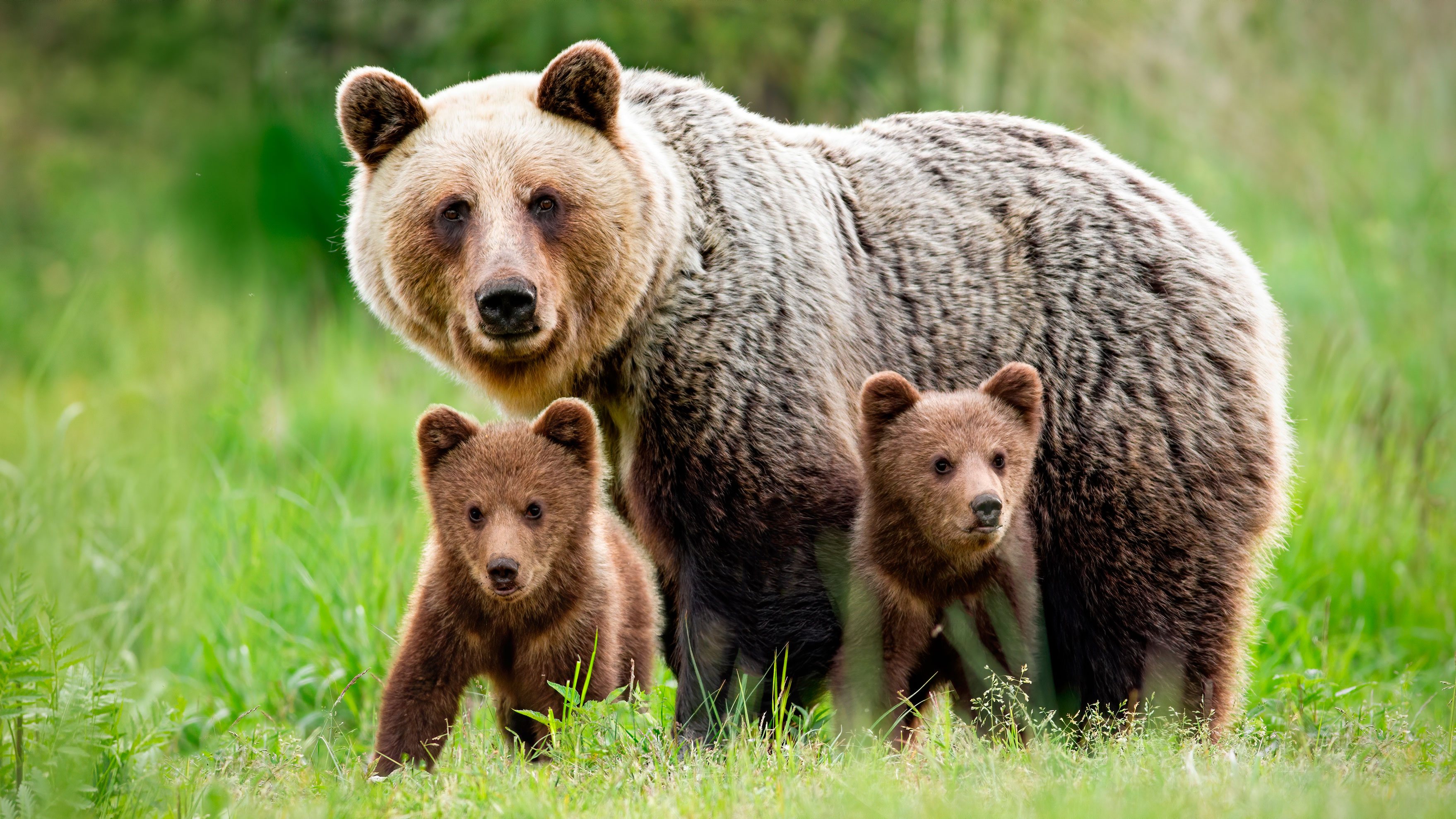 Imagen de Los animales