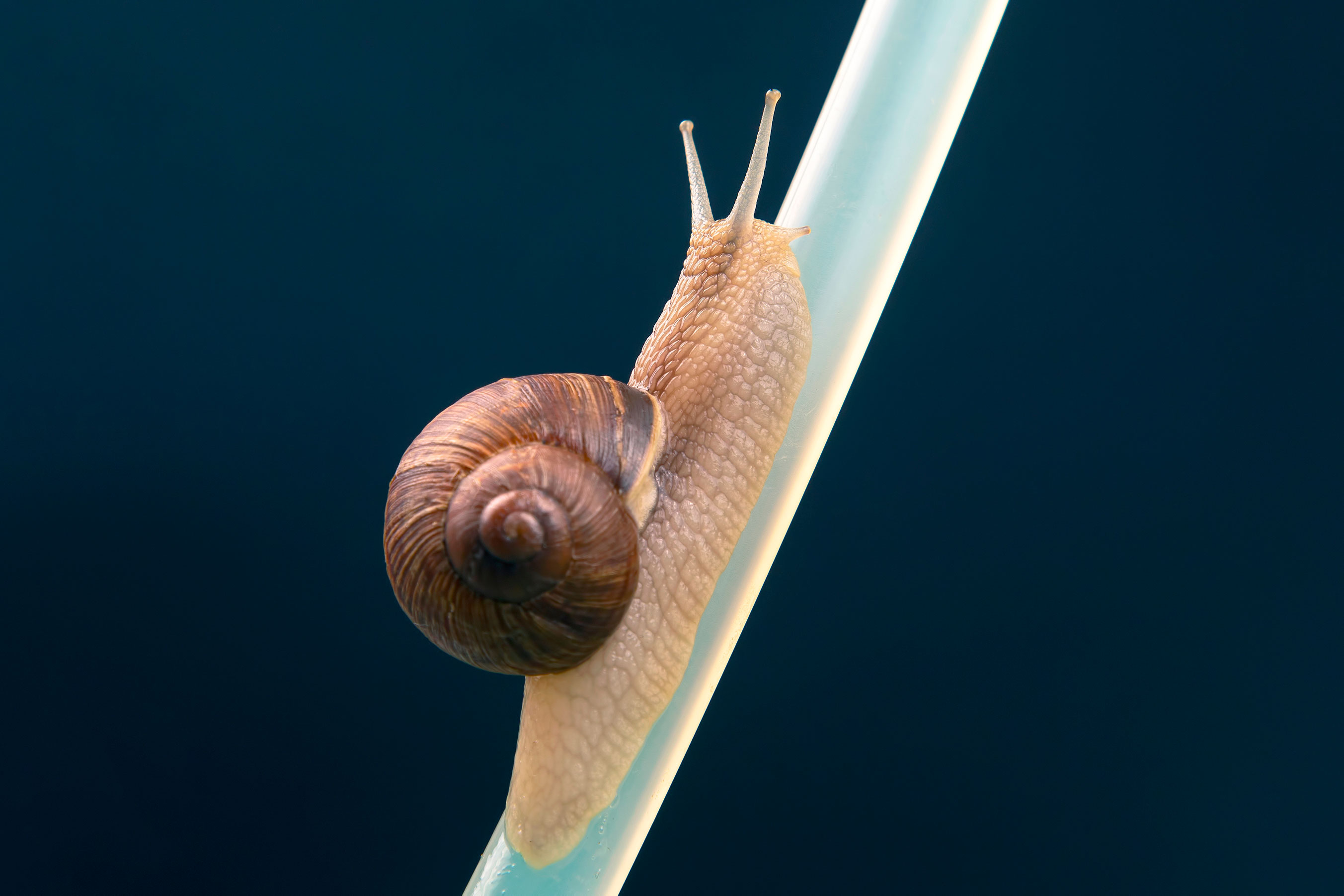 Imagen de Animales invertebrados