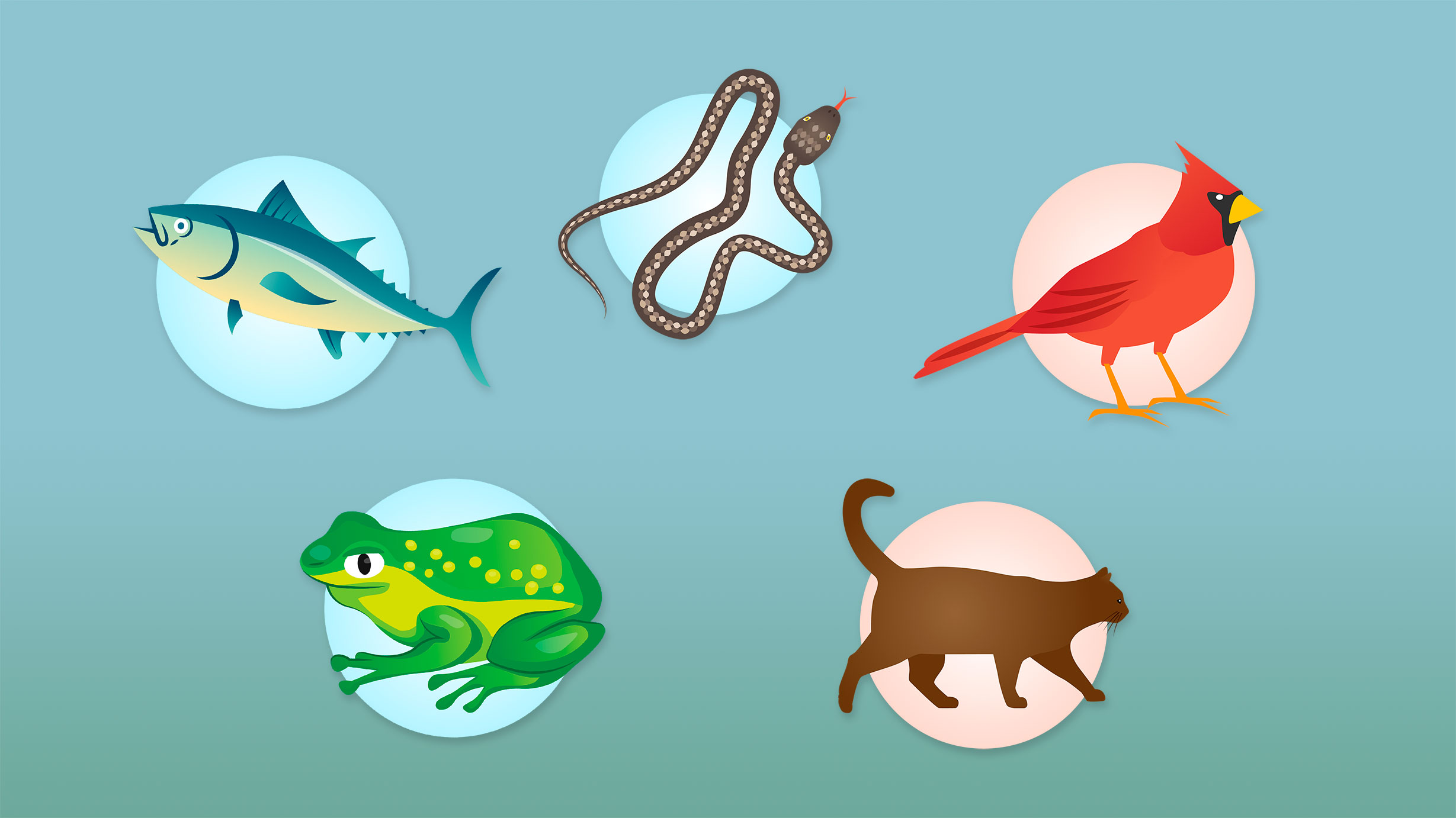 Imagen de Animales vertebrados