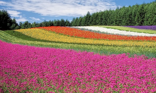 Fotografía de un campo de flores