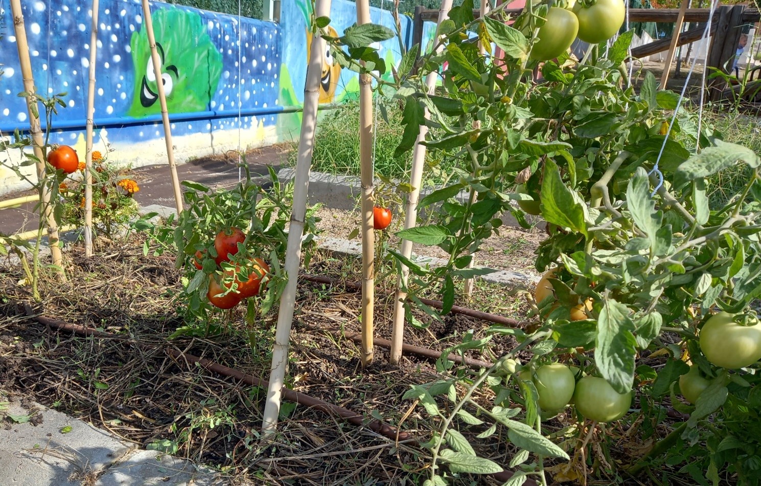Cultivo de tomates.