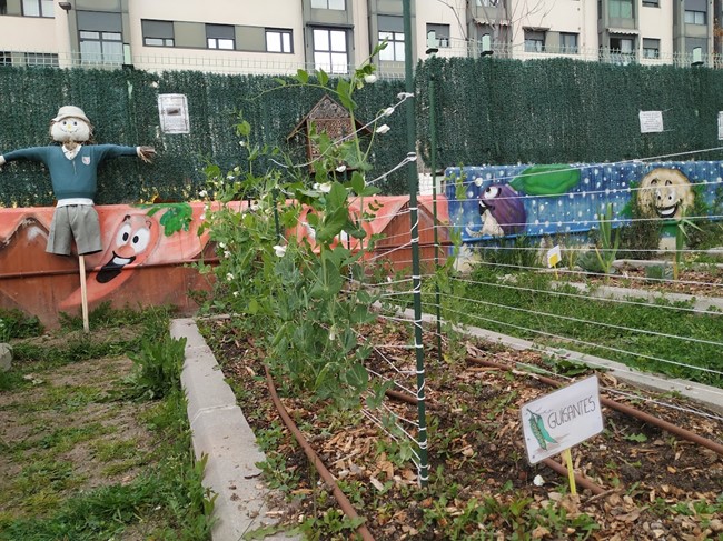 Cultivo de guisantes.