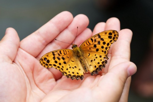 Imagen de ¿Los insectos saben matemáticas?