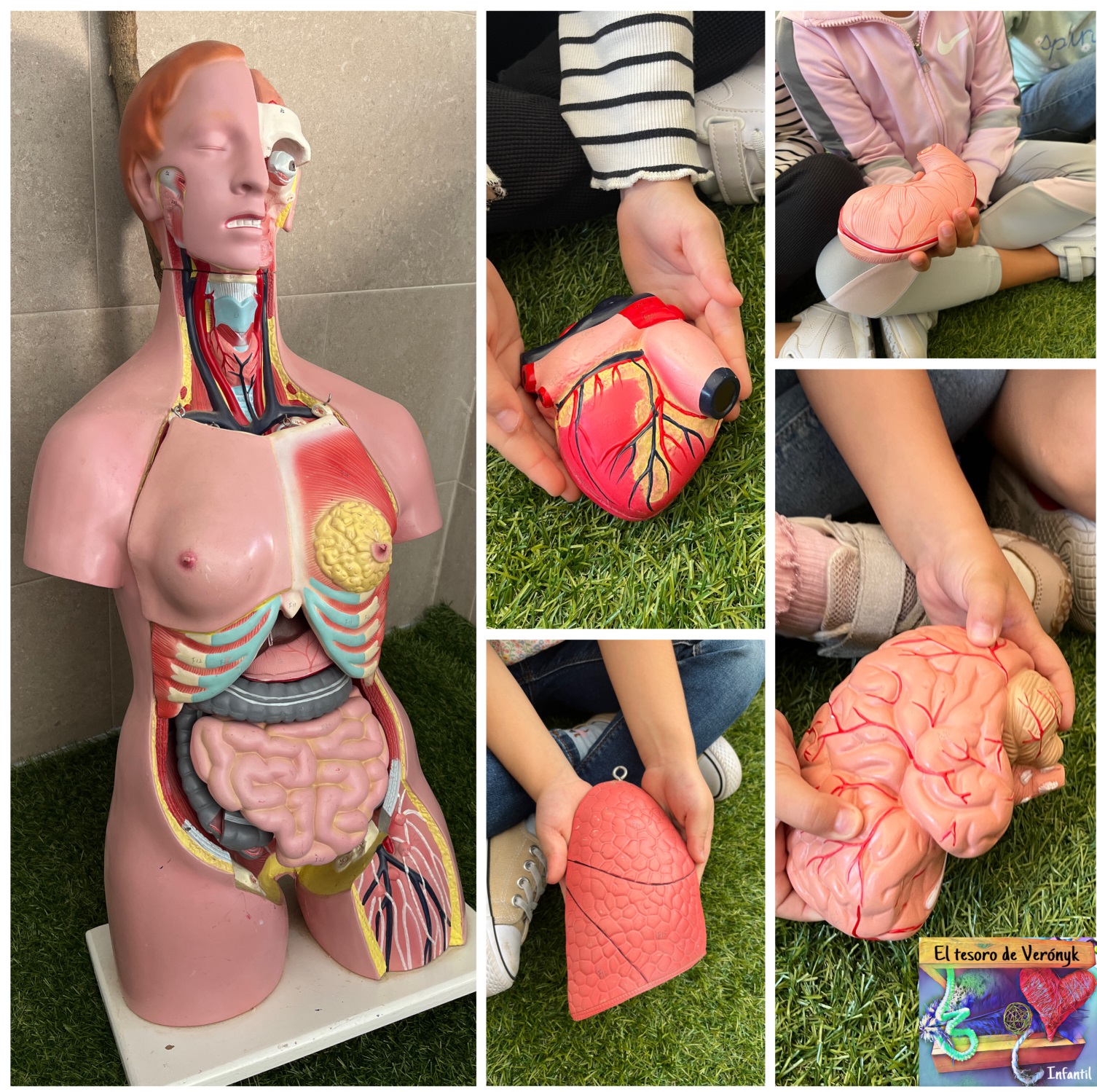 UPD 1. Actividad 1: Busto del cuerpo humano