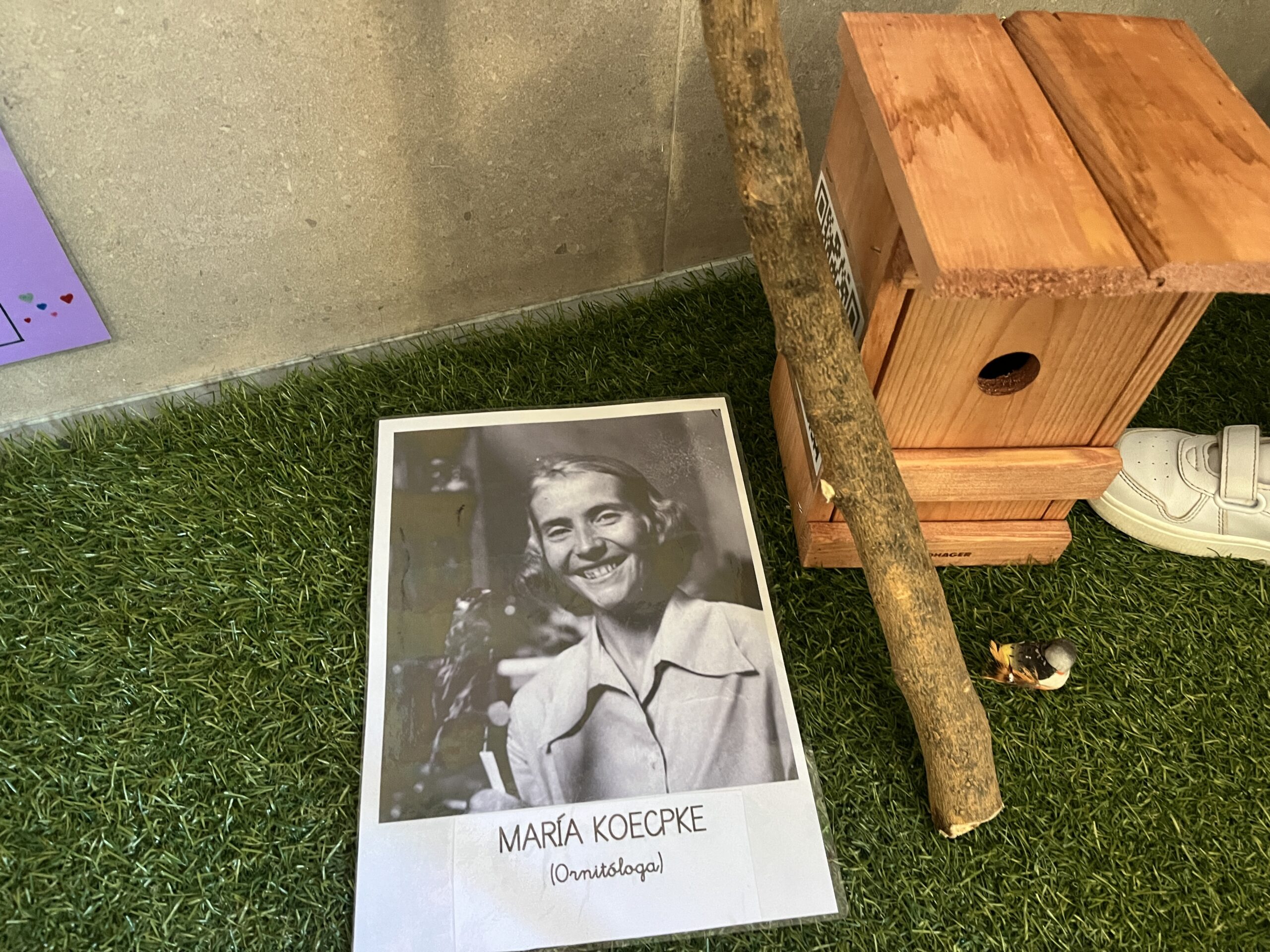 UPD 6 Actividad 3: Imagen de María Koepcke, una casa de pájaros y cómo colocamos la casa de pájaros en un árbol.