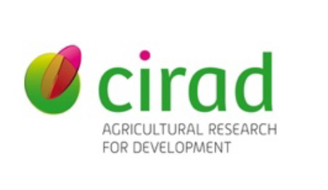 Ilustración 4 - Cirad