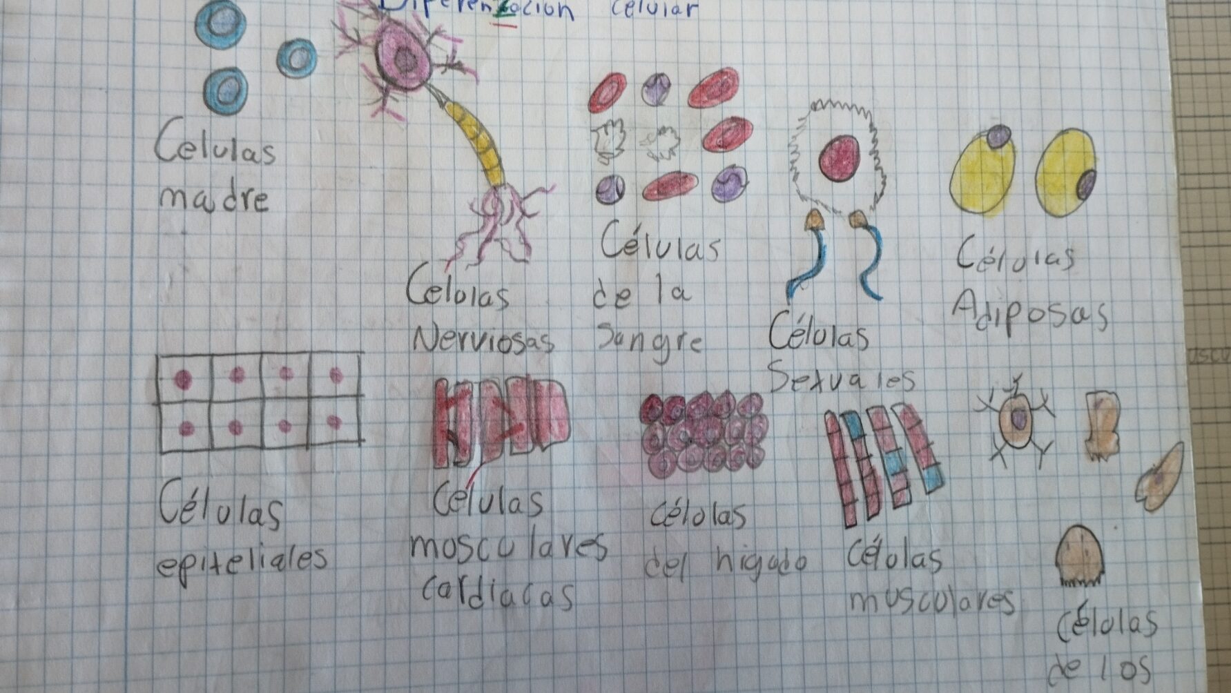 Clasificación visual de los diferentes tipos de células Clasificación visual de los diferentes tipos de células