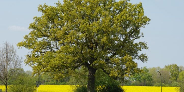 Imagen de Ecosistemas en equilibrio: análisis de un entorno