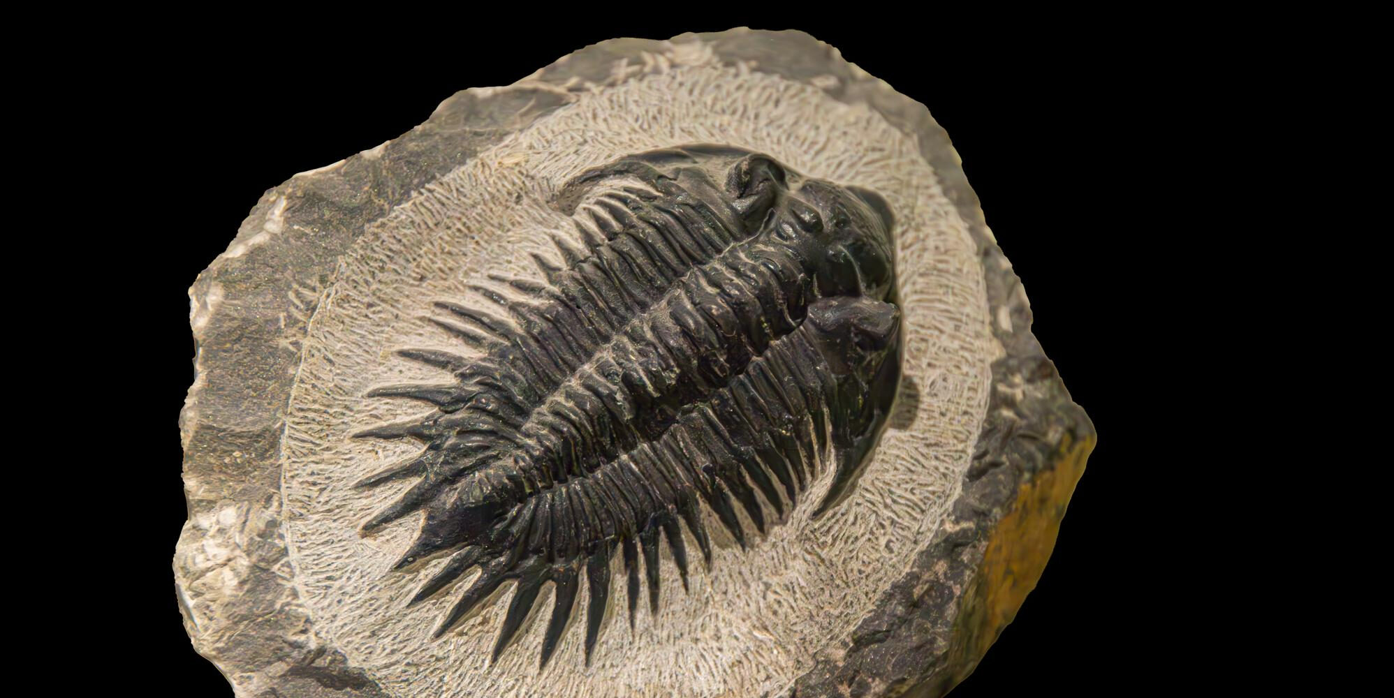 Imagen de Geología en tus manos: interpretación de rocas y fósiles