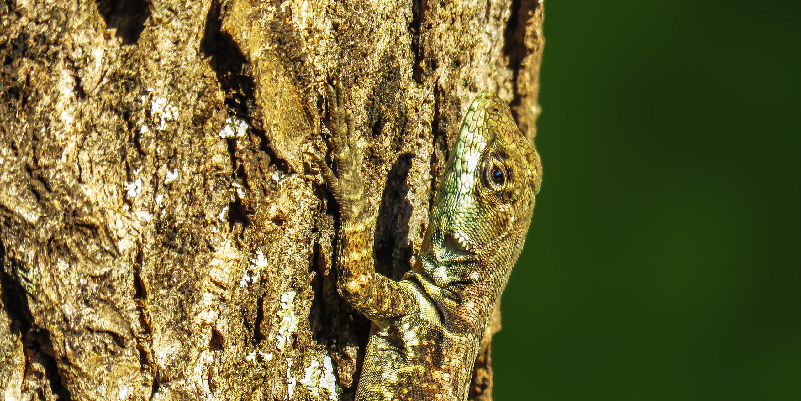 Imagen de Biodiversidad en peligro: diagnóstico y soluciones