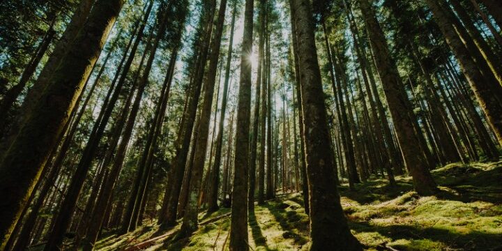 Imagen de Los ecosistemas cercanos: explorando el bosque y el río