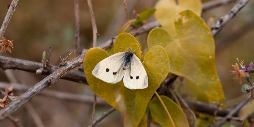 Imagen de ¡Vivos y diferentes! Explorando los reinos de la naturaleza