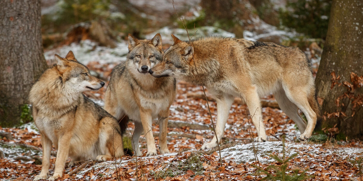Imagen de Los ecosistemas de nuestro entorno