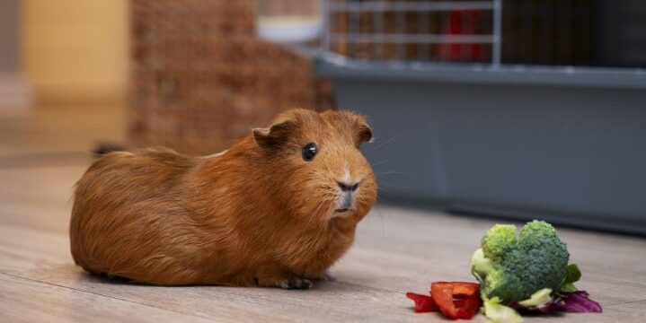 Imagen de Nuestros amigos los animales: hablar de los animales y el hábitat