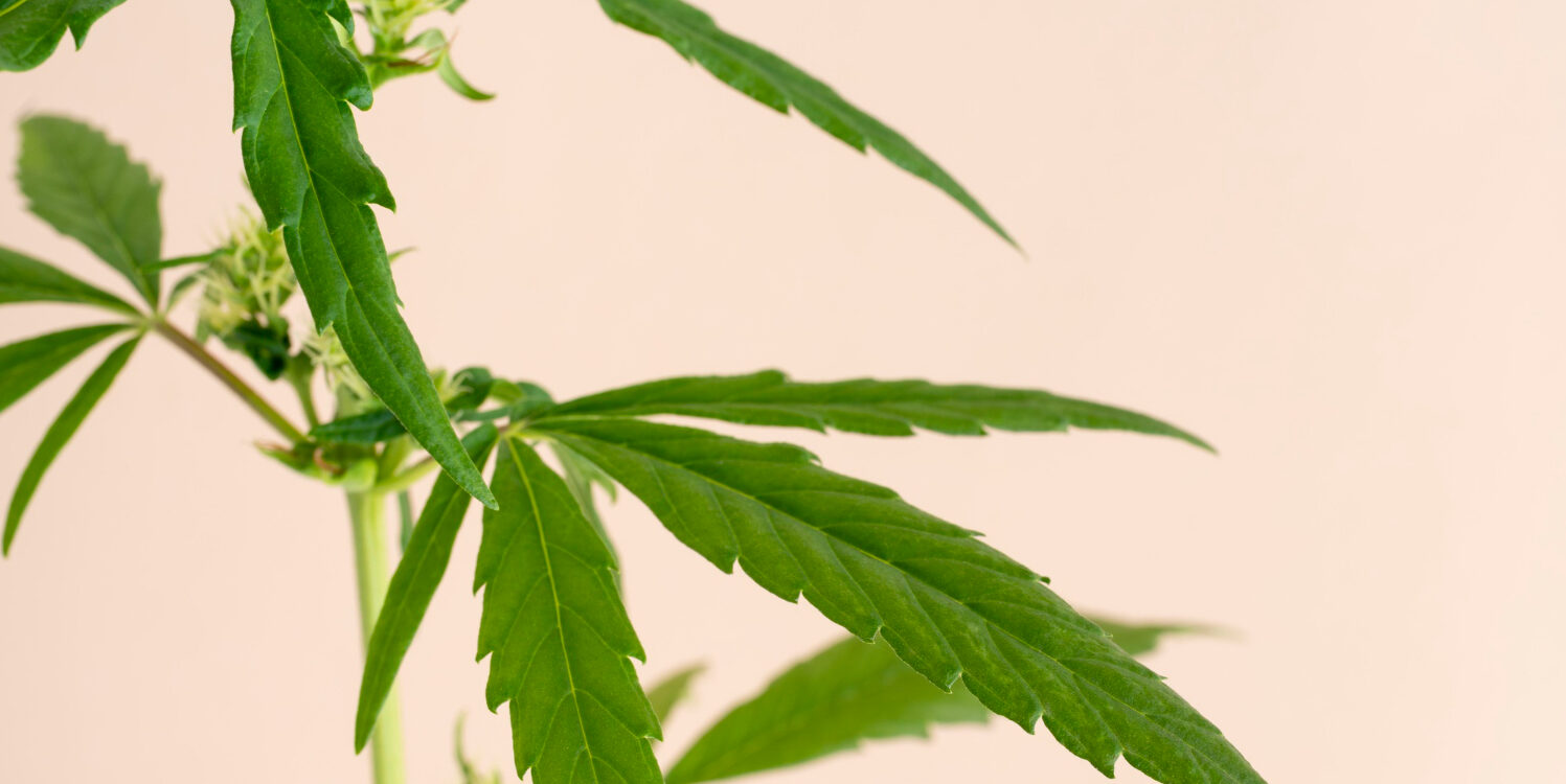 Imagen de ¿Existen drogas legales?