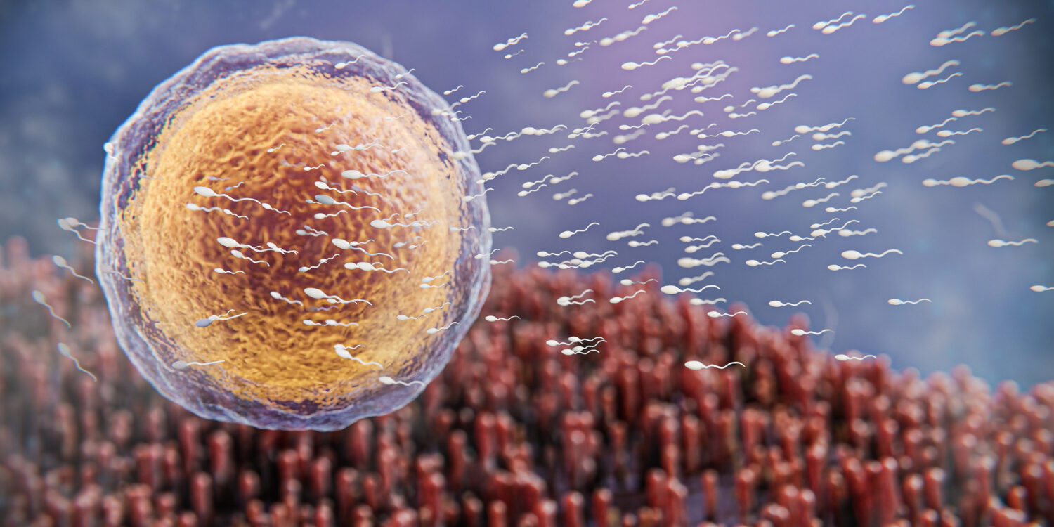 Imagen de Mitosis y Meiosis