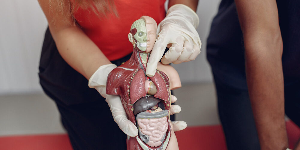 Imagen de El cuerpo humano: sistemas y funciones